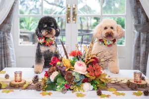 dogs at wedding breakfast main table mackworth folly derby ashbourne