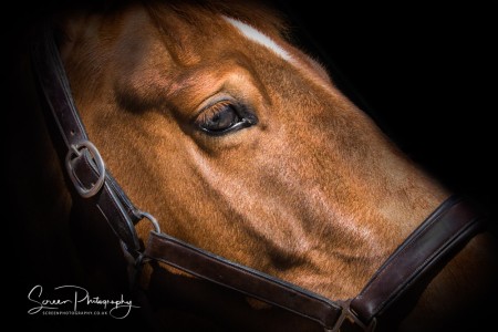 East Midlands Mansfield Nottingham Loughborough Fine art equine horse equestrian professional photograph horse head