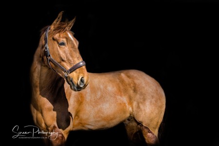 East Midlands Derby Nottingham Loughborough Fine art equine horse equestrian professional photograph horse head