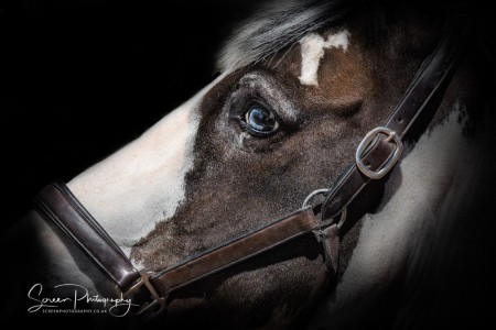 East Midlands Derby Nottingham Loughborough Fine art equine horse equestrian professional photograph horse head
