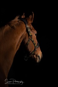 East Midlands Derby Nottingham Leicester Fine art equine horse equestrian professional photograph with dark black background