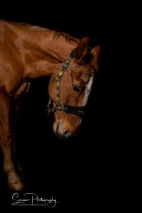 East Midlands Derby Nottingham Leicester Fine art equine horse equestrian professional photograph with dark black background
