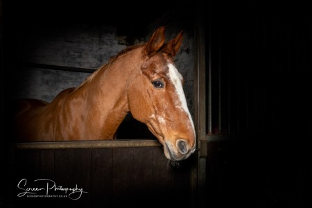 East Midlands Derby Nottingham Leicester Fine art equine horse equestrian professional photograph with horse over stable door dark black background