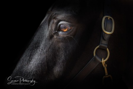 East Midlands Derby Nottingham Leicester Fine art equine horse equestrian professional photograph of horse head on dark backdrop