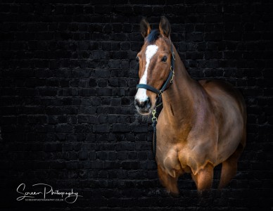 East Midlands Derby Nottingham Leicester Fine art equine horse equestrian professional photograph with dark brick texture black background