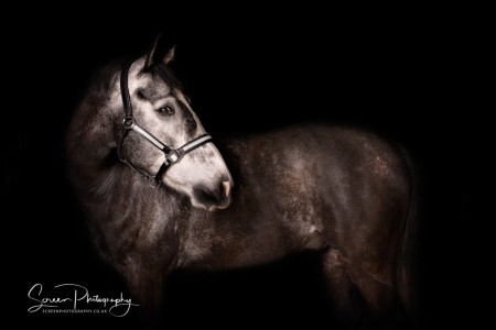 East Midlands Derby Nottingham Mansfield Fine art equine horse equestrian professional photograph horse head