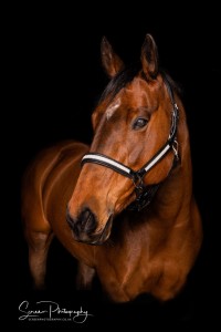 East Midlands Derby Nottingham Leicester Fine art equine horse equestrian professional photograph with dark black background