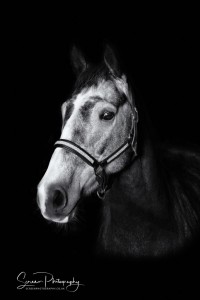 East Midlands Derby Nottingham Leicester Fine art equine horse equestrian professional photograph with dark black background