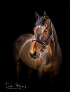 East Midlands Derby Nottingham Leicester Fine art equine horse equestrian professional photograph with dark black background