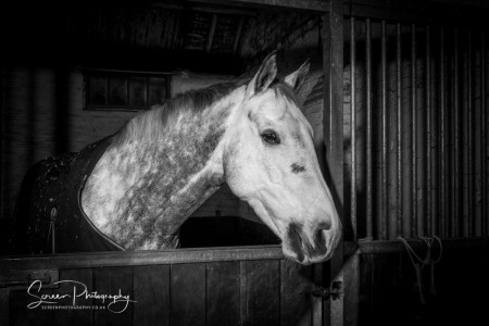 East Midlands Derby Nottingham Leicester Fine art equine horse equestrian professional photograph over stable door monochrome