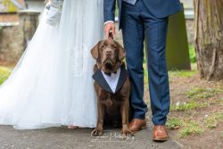 bride grrom dog k9 wedding church