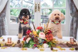 k9 dogs at wedding breakfast main table mackworth folly derby ashbourne
